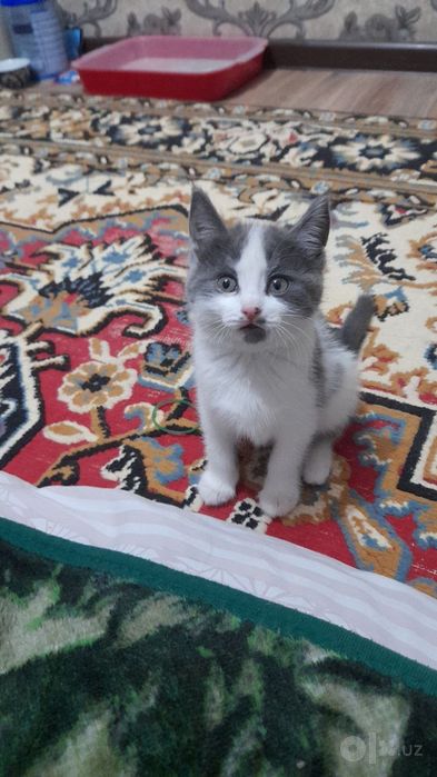 Кошки очень красивые