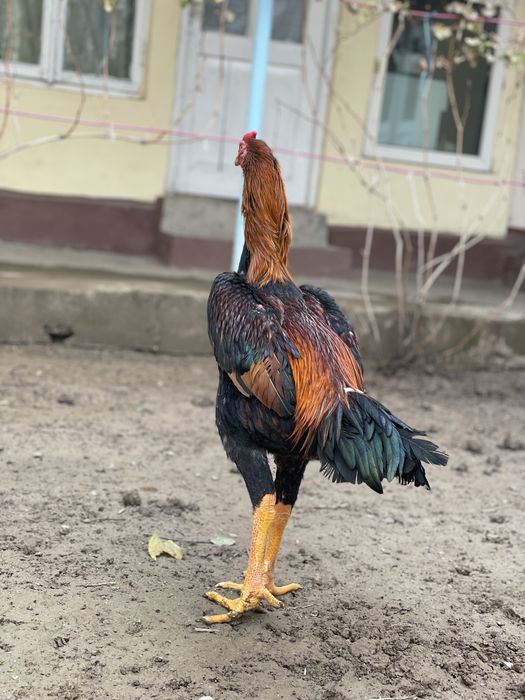 yalangoch ayollar fotosuratlari