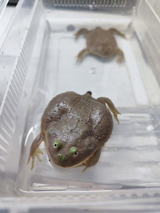 Лягушка Баджита  4-5см