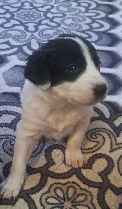 Русская спаниель