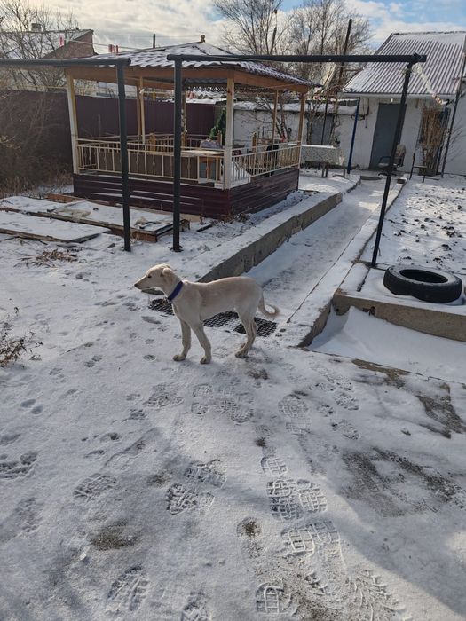 Продам щенков ТАЗЫ 6 месячные,близнецы