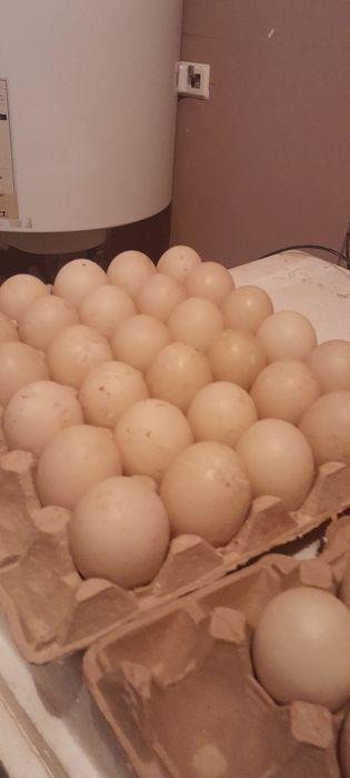 Инкубационные яйца индоутки