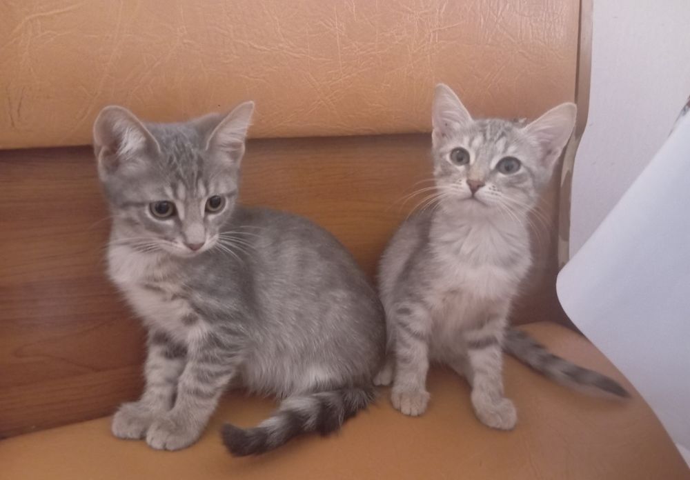 Отдаём котят в добрые руки