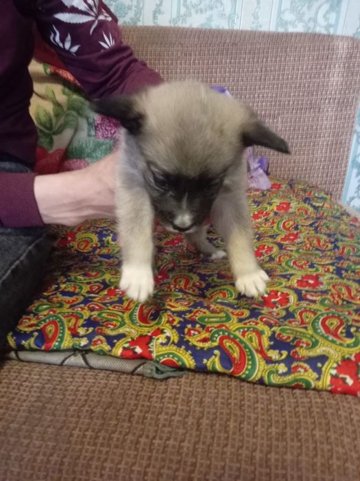 Отдадим щенков в хорошие руки