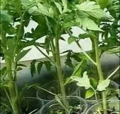 Продавам разсад домати краставици пипер