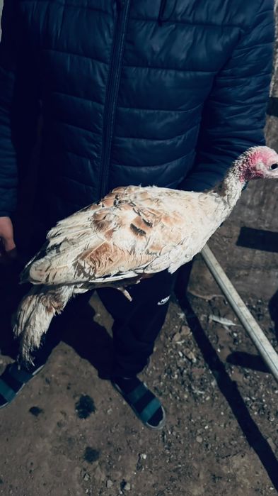 индюшата 2 штук 2,5-3 месяца