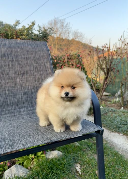 Померан момче със втора ваксина. Померанче