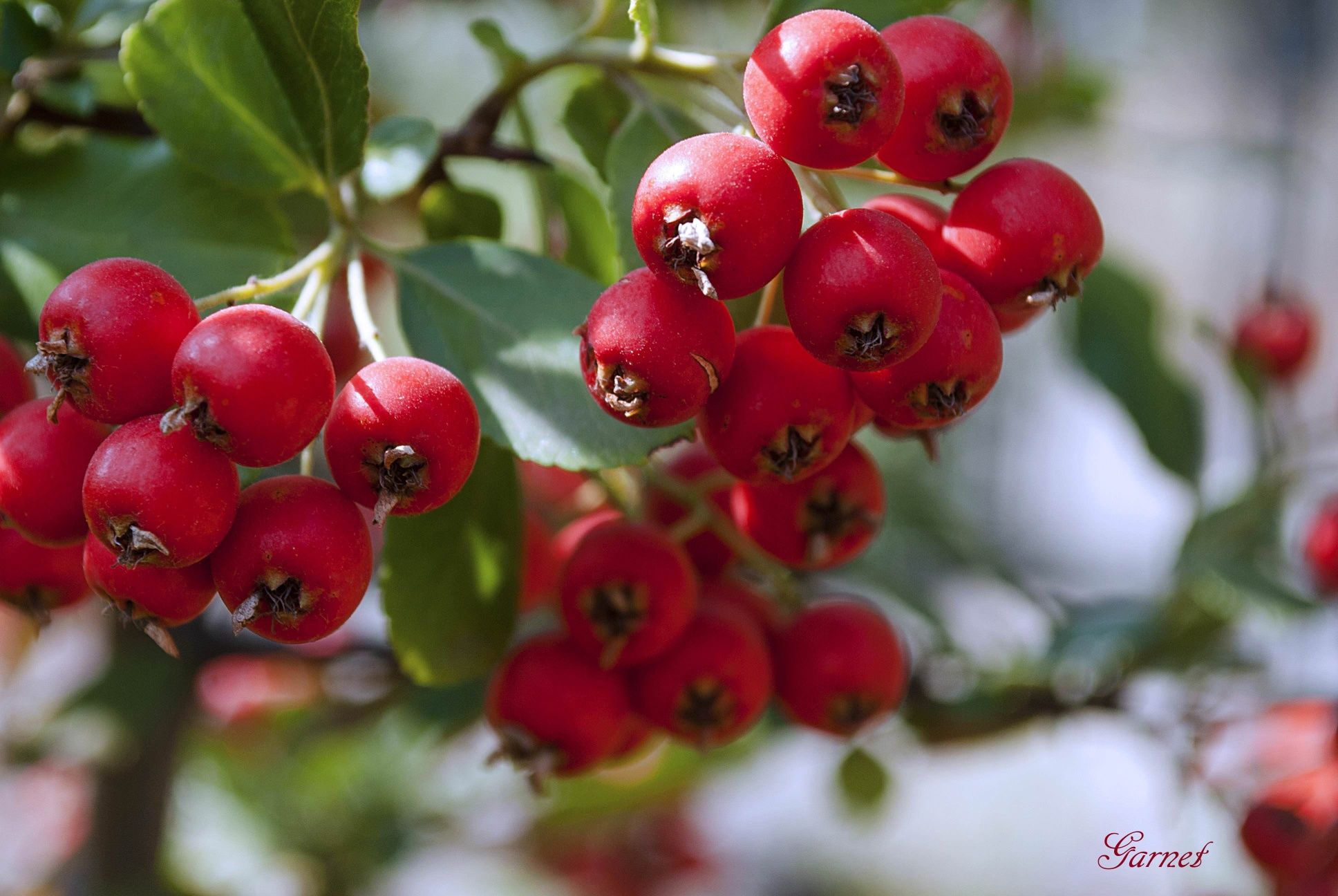Глет ягода фото и описание Глет ягода фото и описание