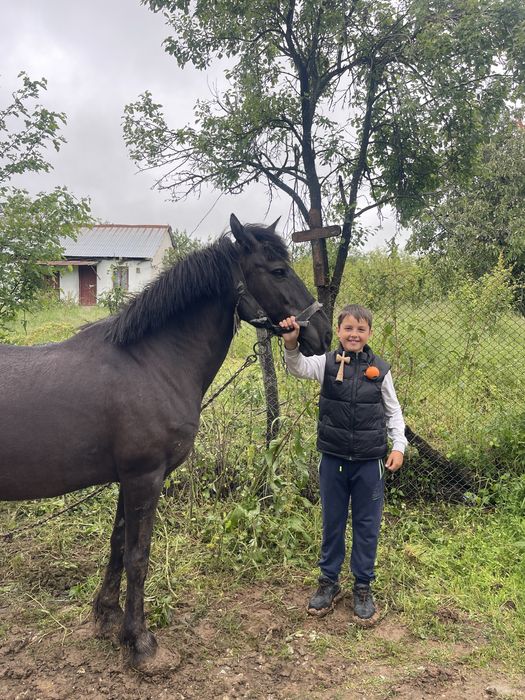 Vând  iapă pusă la căruță