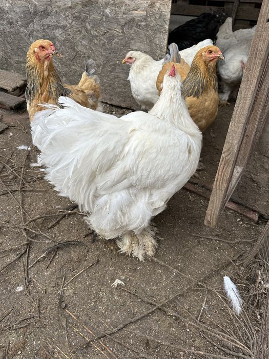 Петухкохинхин белый