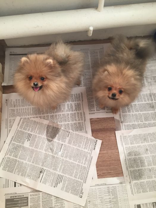 померанские шпицушки