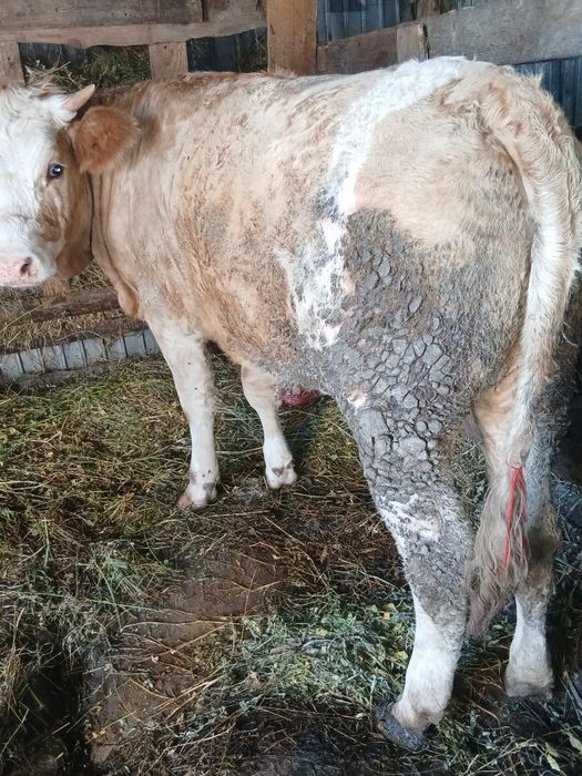 Vitica varsta un an rasă baltata romanească