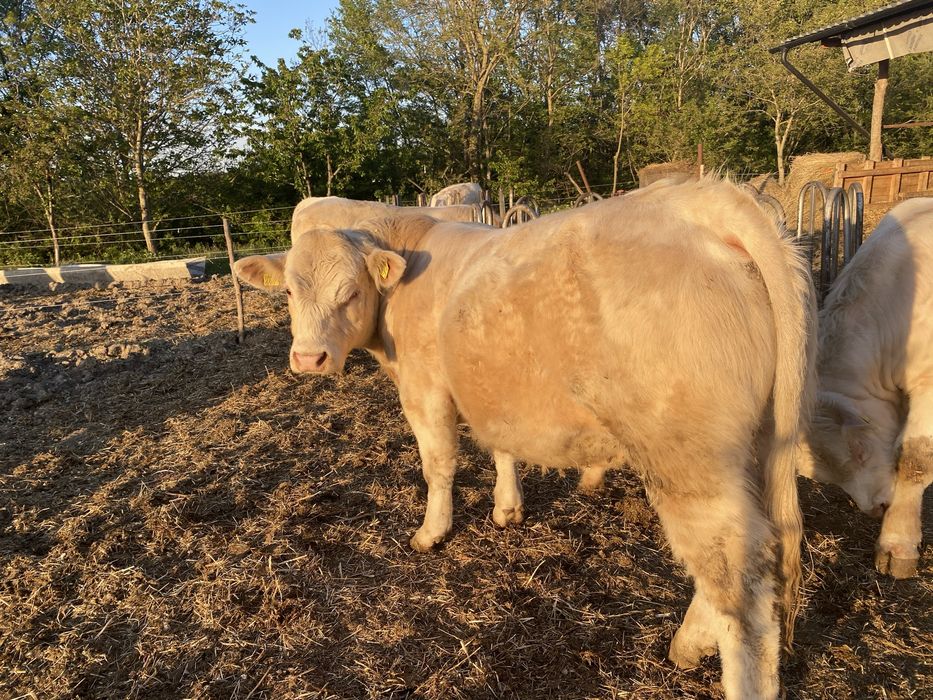Charolais Tauri de monta