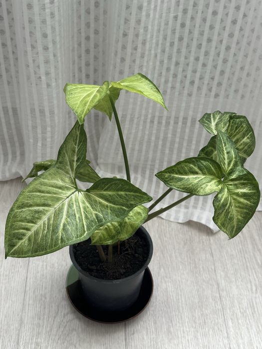 Сингониум Батерфляй