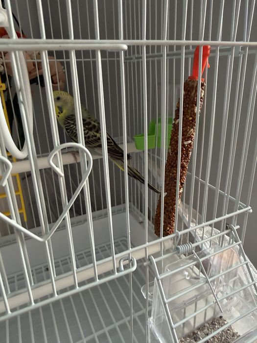 Продам попугая девочку с клеткой