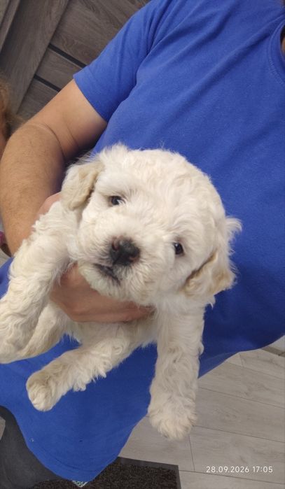 Bichon Maltez cățeluș