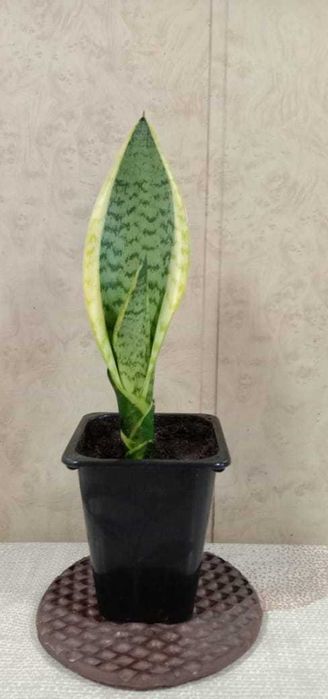 Комнатный цветок Сансевиерия
