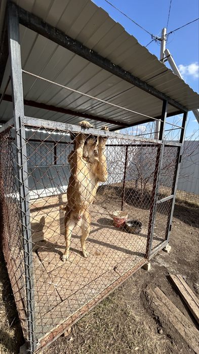 Проадм Алабая