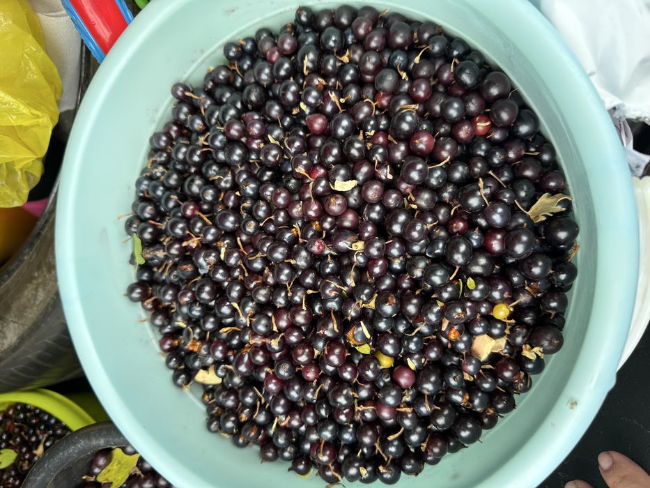 Продам смородину