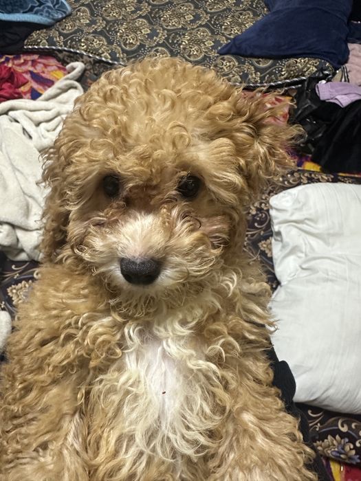 Пудел каралевский.