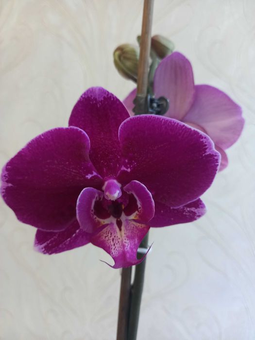 Орхидея фаленопсис цветущая