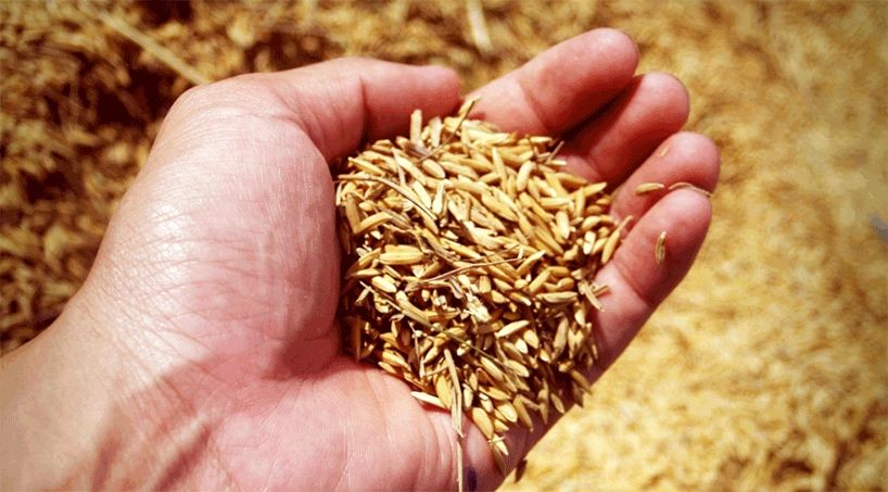 Vindem Granule pentru iepuri/capre/oi