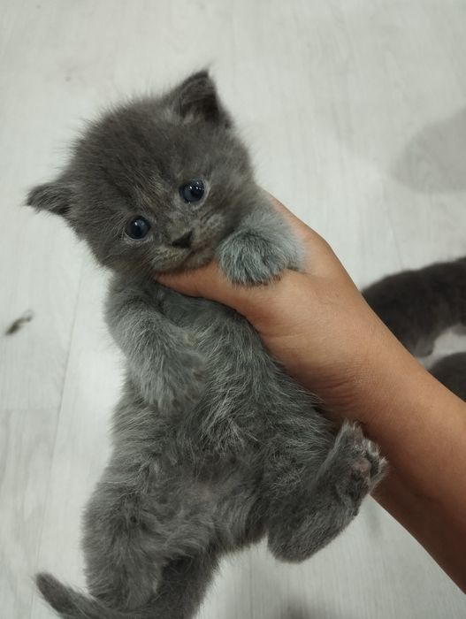 Scottish fold mushukchalar