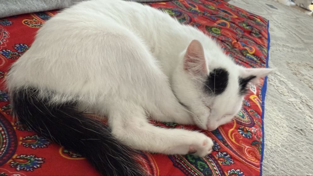 Котенок 3месяца