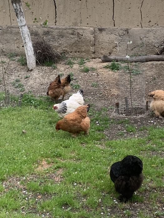 Тухум брама заказба(куринные и (гусиные) яйца породы брамма100%),tuxum