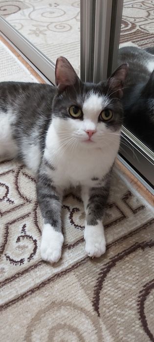 Отдам кота в добрые руки.