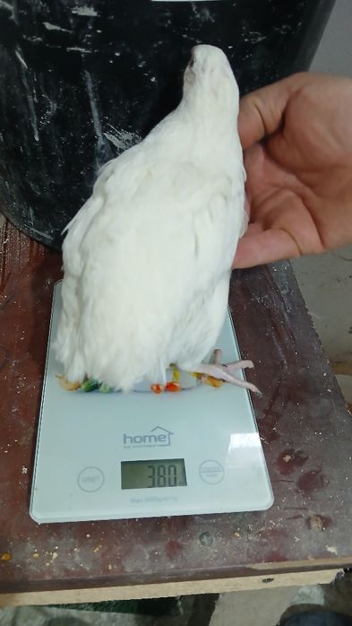 Prepelite polare gigant xxl