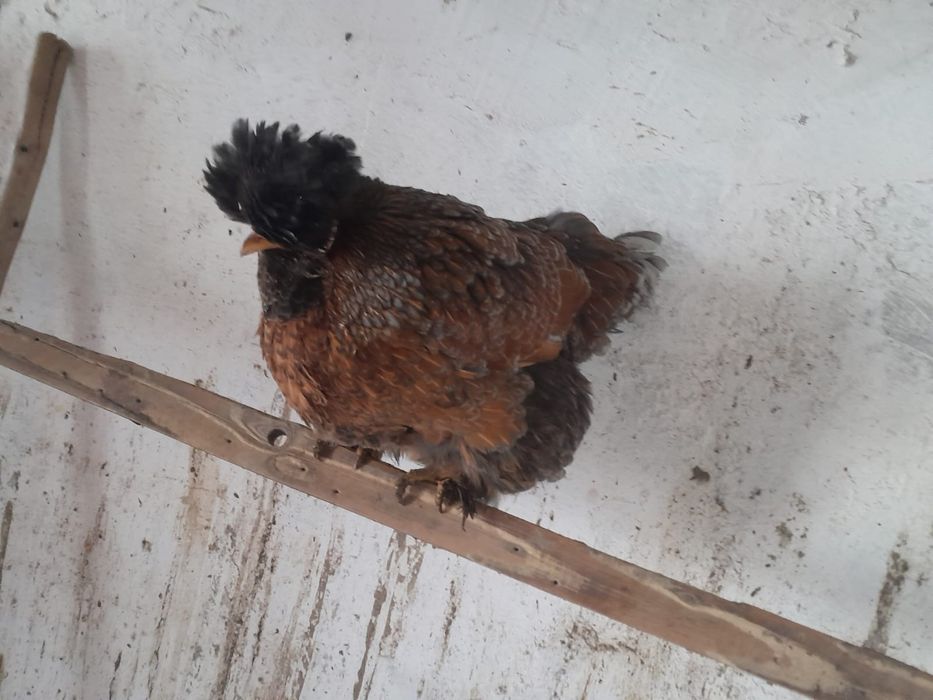 Găini și cocoși strumski