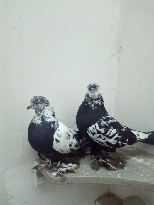 Продажа распарованных пар сочих самка и самец