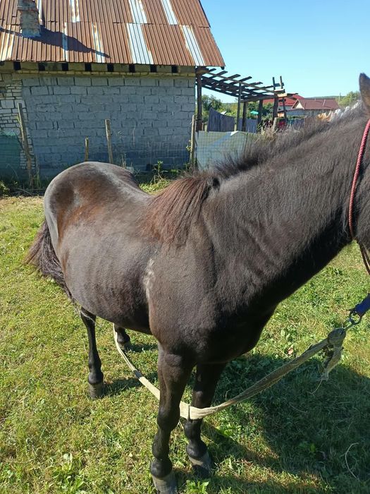 Iapă 9 ani curata