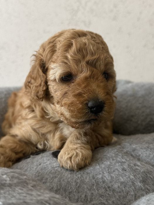 Продам малого пуделя