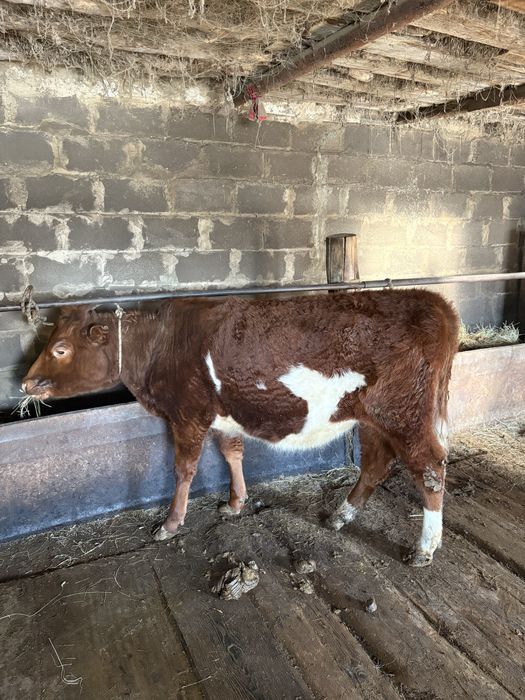 1 жастан асқан тайынша сатылады