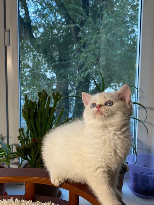 Карапузики шиншиловые