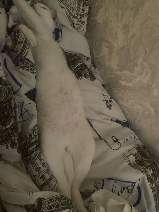 Краткошерски британец , отдам бесплатно