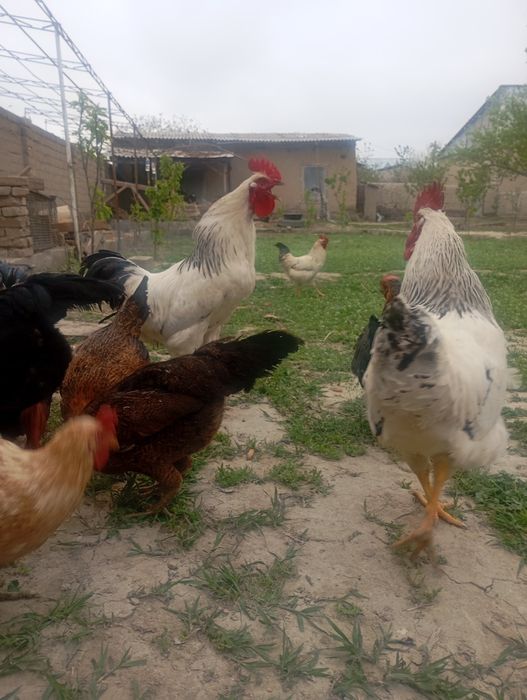 товук ва хурозлар сотилади  срочна