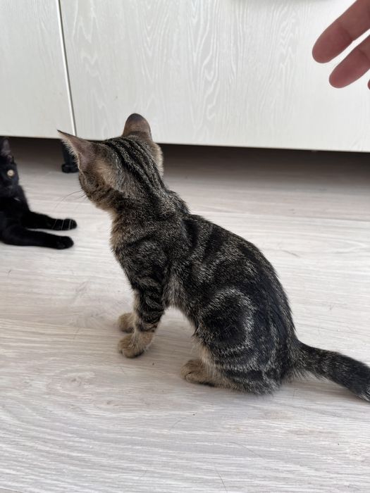 Отдам в добрые и ответственные руки