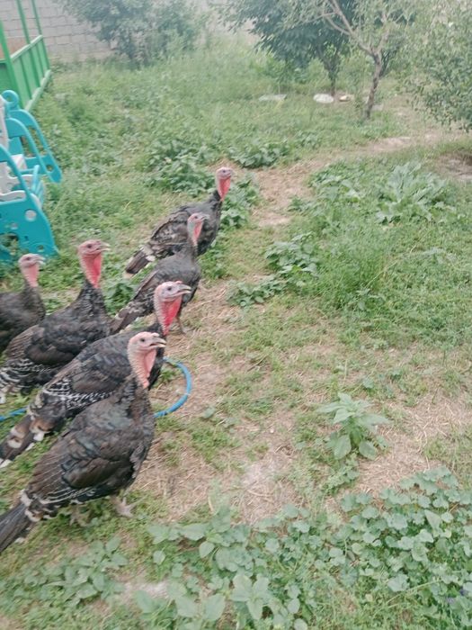 Индюк бронза Ворошиловкада