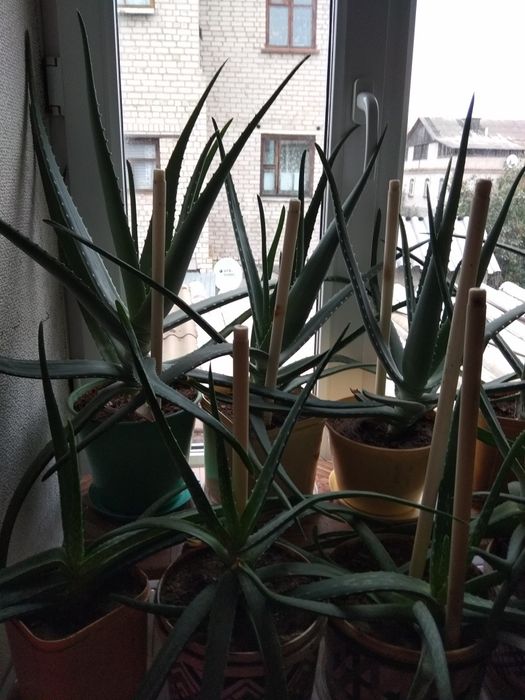 Продам алоэ Вера