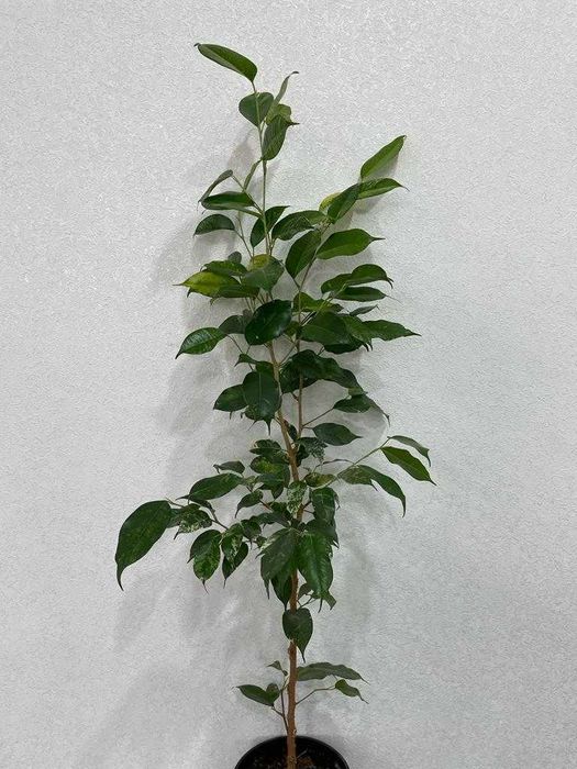 Фикус бенджамина 'Эльдорадо'