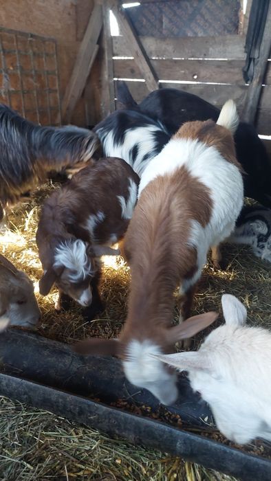 Capre tinere cu iezi