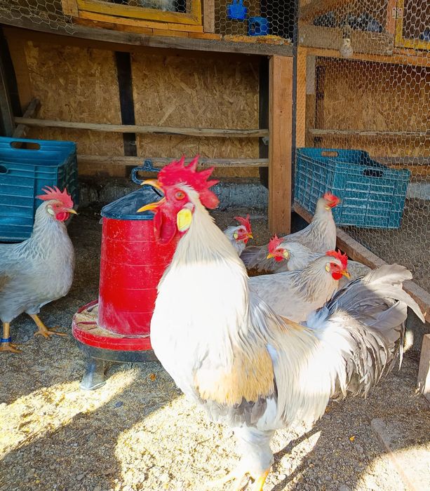 Ouă incubat găini italiană perlata