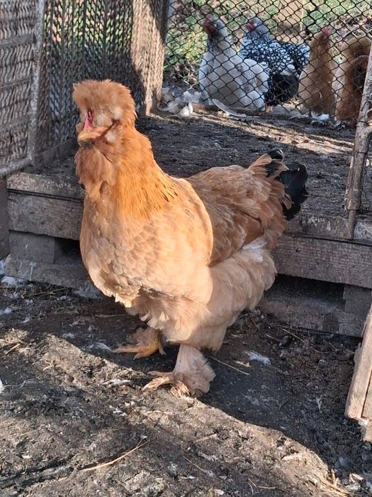 Fac precomenzi pentru oua de incubat