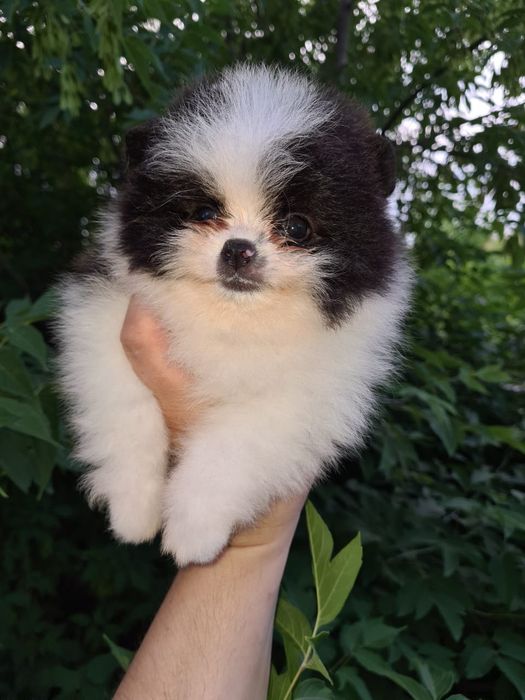 Померанский шпиц