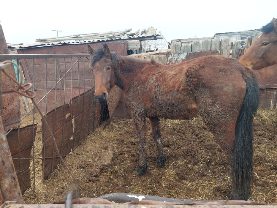 Продаммм байтал..