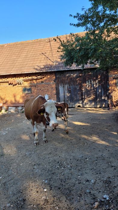 Vaca tanara gestanta  cu tot cu vitea la pachet