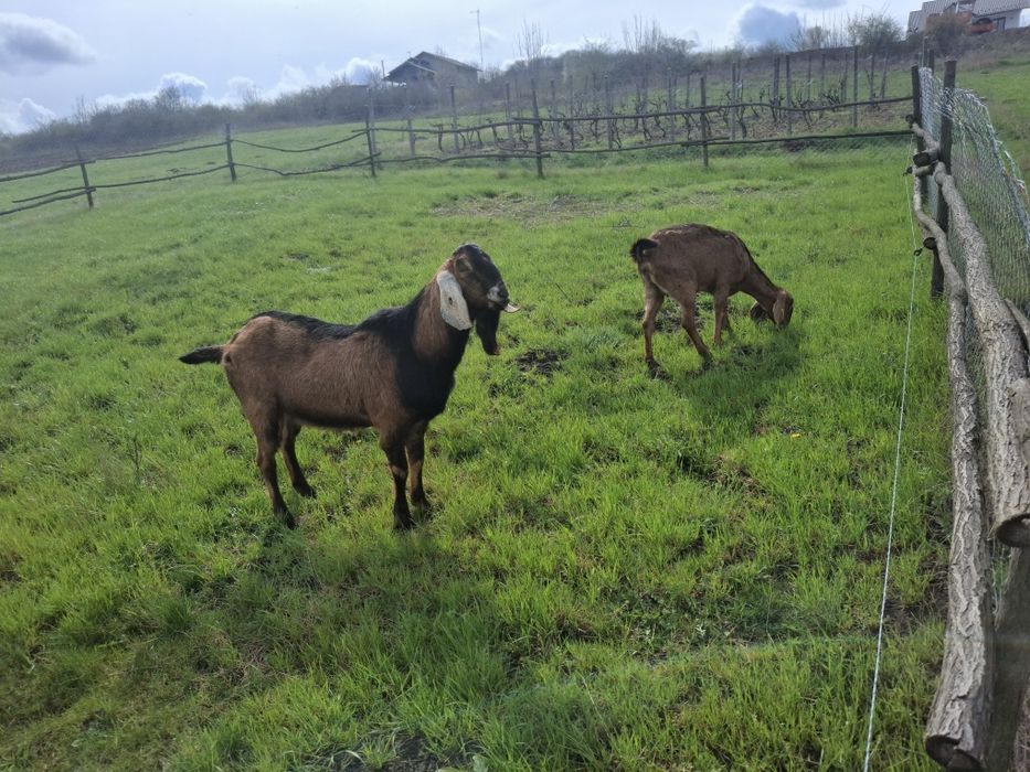 Vind sau schimb cu miei sau alte animale